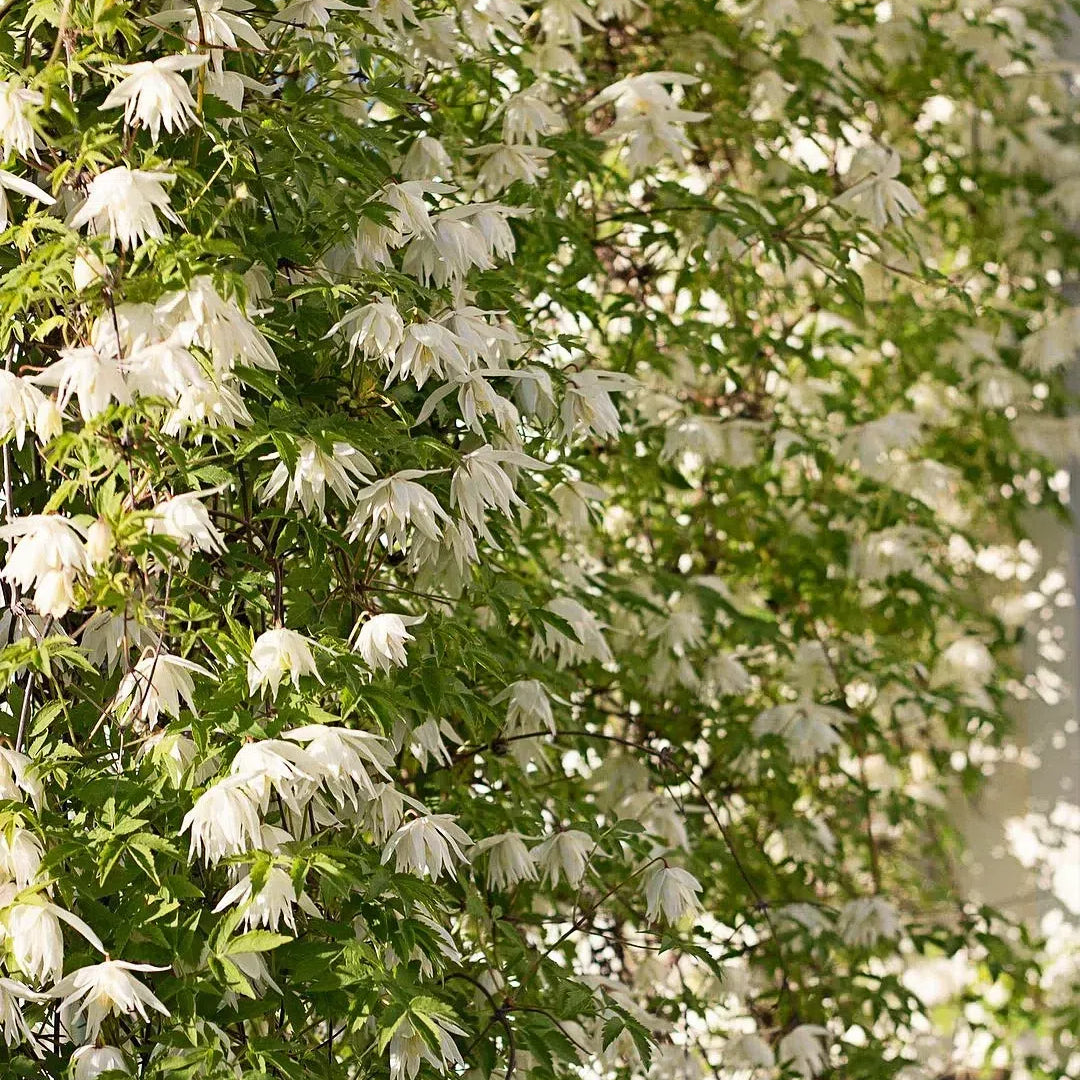 Clematiszaden – De koningin onder de klimplanten - 100 zaden