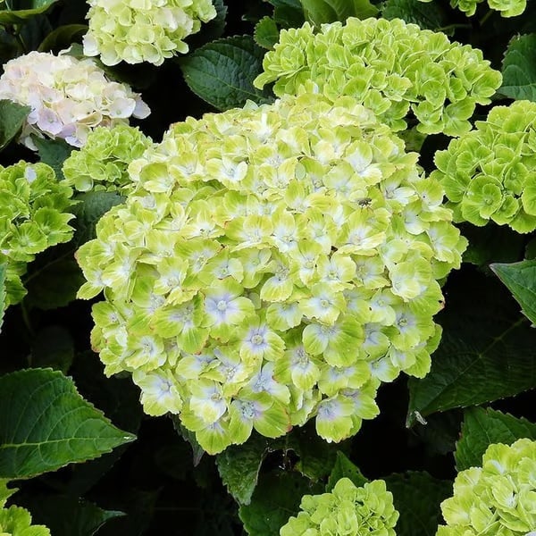 🌈 Kleurrijke Hortensia Zadenmix (60 stuks) – Prachtige en winterharde vaste plantenzaden