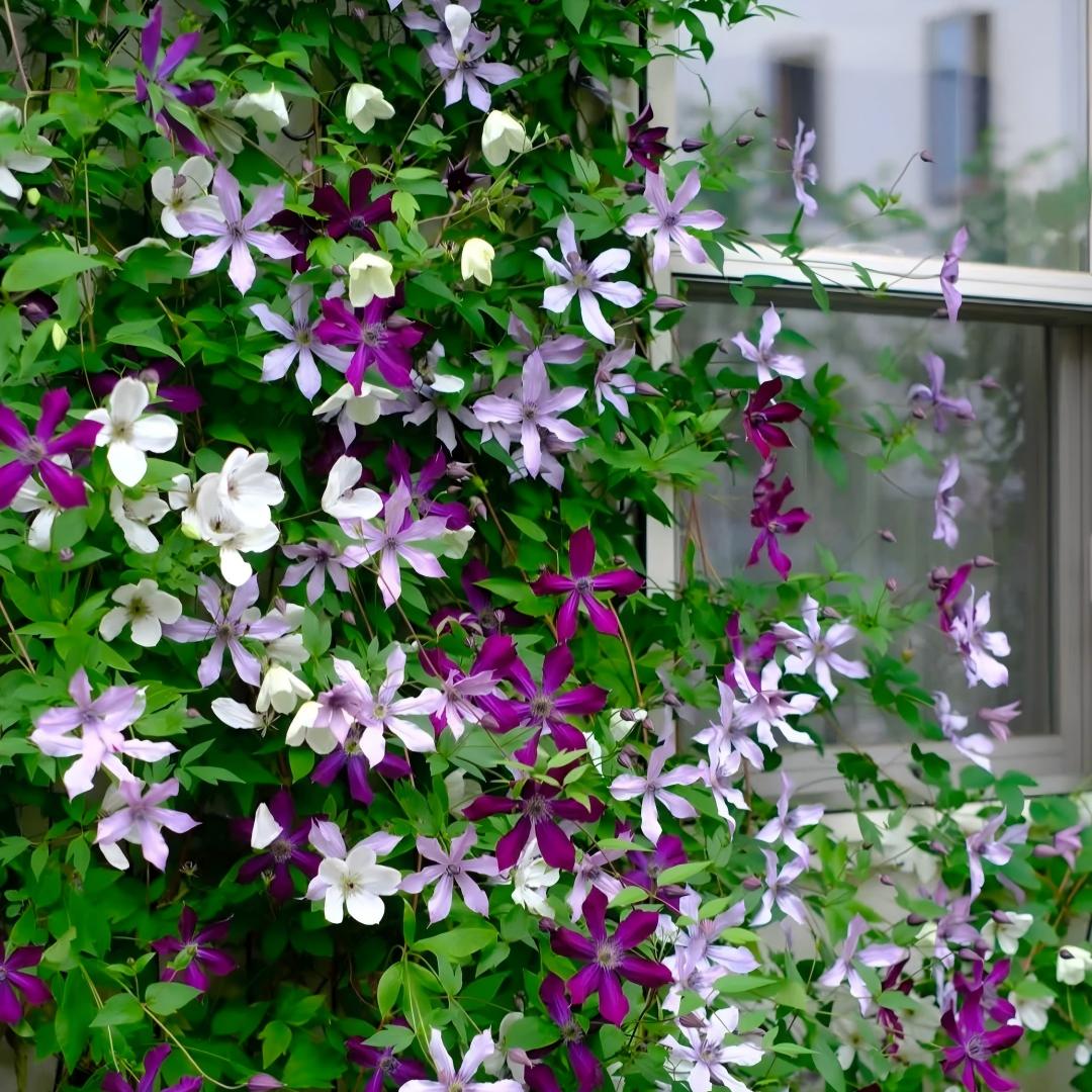 Clematiszaden – De koningin onder de klimplanten - 100 zaden