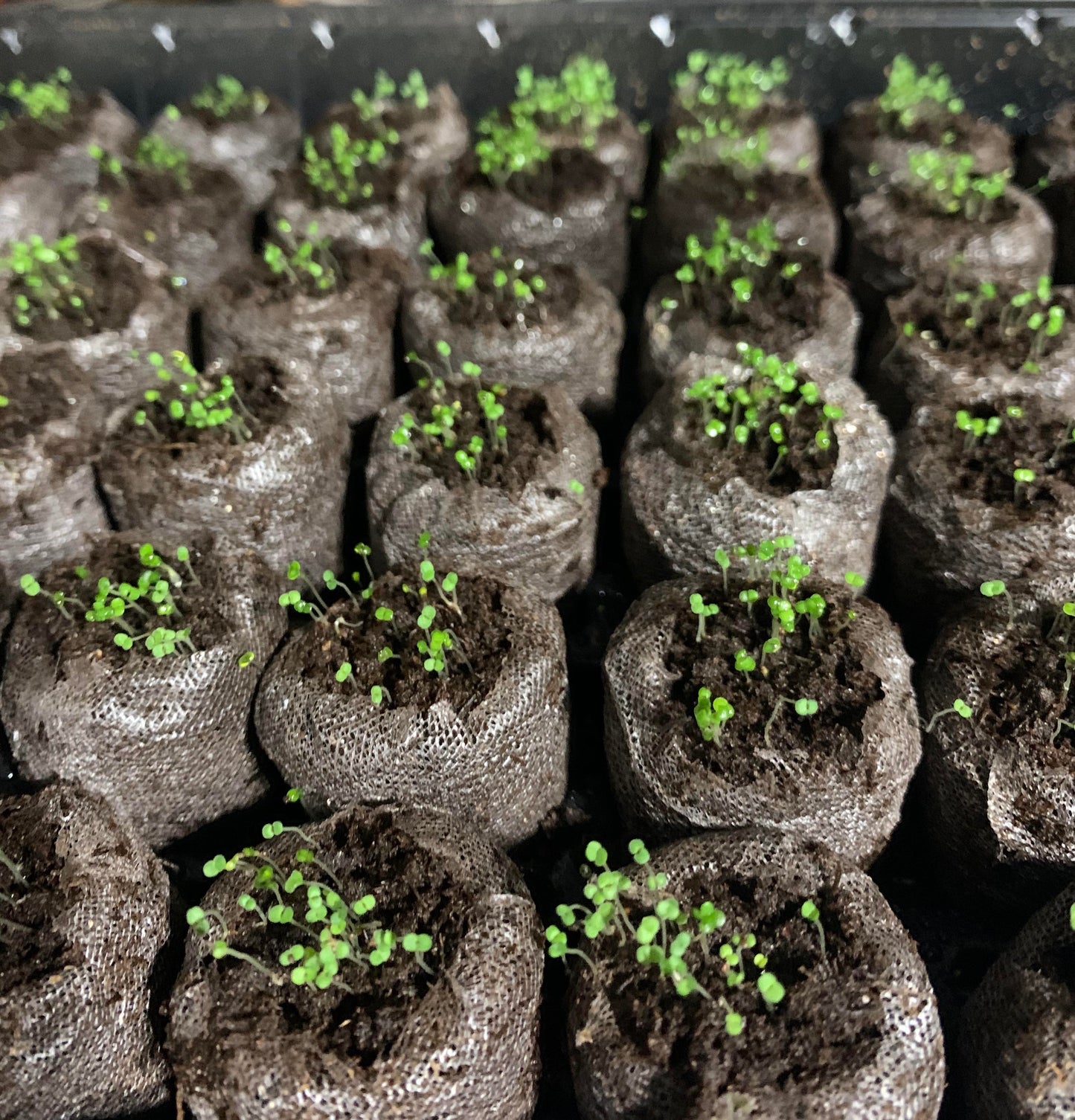 Kruipende tijm – Zelfgekweekte zaden – Gemakkelijk te planten – GMO-vrij  – Premium zaden