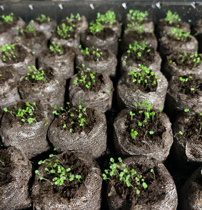 Kruipende tijm – Zelfgekweekte zaden – Gemakkelijk te planten – GMO-vrij  – Premium zaden