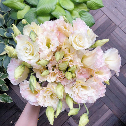 Eustoma Doornloze Rozen Zaden (100 stuks) 💐Lisianthus-zaden