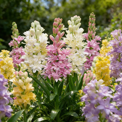 Dubbele Tuberoos Bollen (6 stuks) – Geurende Bloembollen (Polianthes tuberosa)