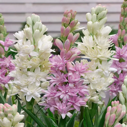 Dubbele Tuberoos Bollen (6 stuks) – Geurende Bloembollen (Polianthes tuberosa)