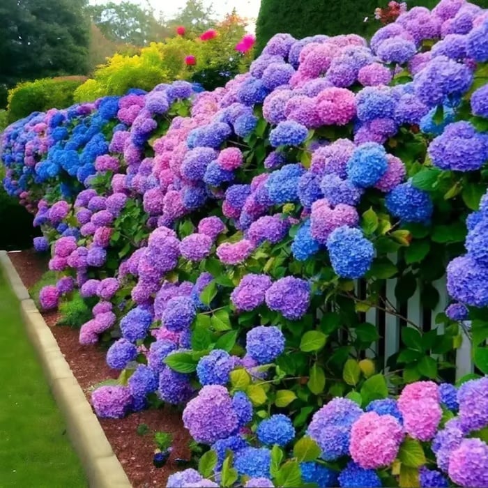 🌈 Kleurrijke Hortensia Zadenmix (60 stuks) – Prachtige en winterharde vaste plantenzaden