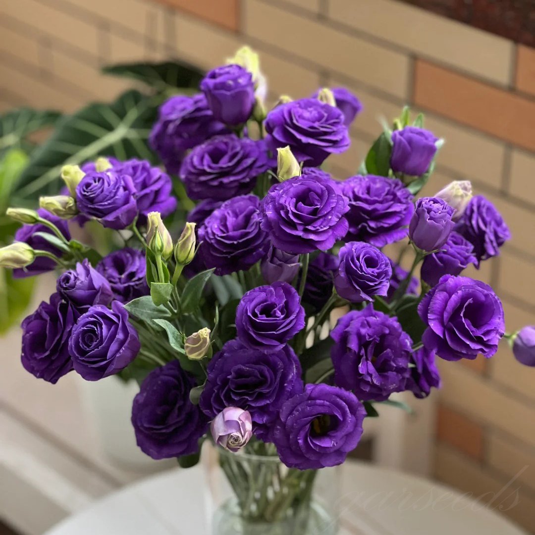 Eustoma Doornloze Rozen Zaden (100 stuks) 💐Lisianthus-zaden