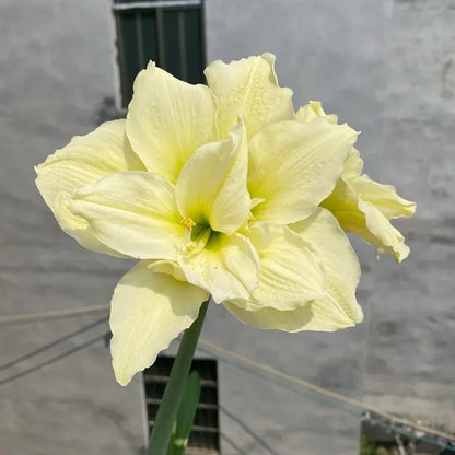 Dubbelbloemige Amaryllis Zadenmix - 100 Stuks