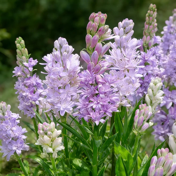 Dubbele Tuberoos Bollen (6 stuks) – Geurende Bloembollen (Polianthes tuberosa)