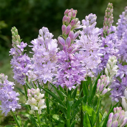 Dubbele Tuberoos Bollen (6 stuks) – Geurende Bloembollen (Polianthes tuberosa)