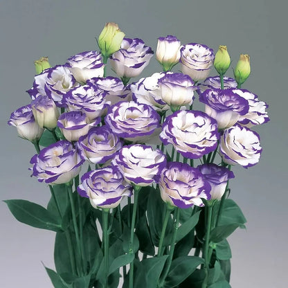 Eustoma (Lisianthus) Bloemzaden (100st) – Elegante Tuinbloemen