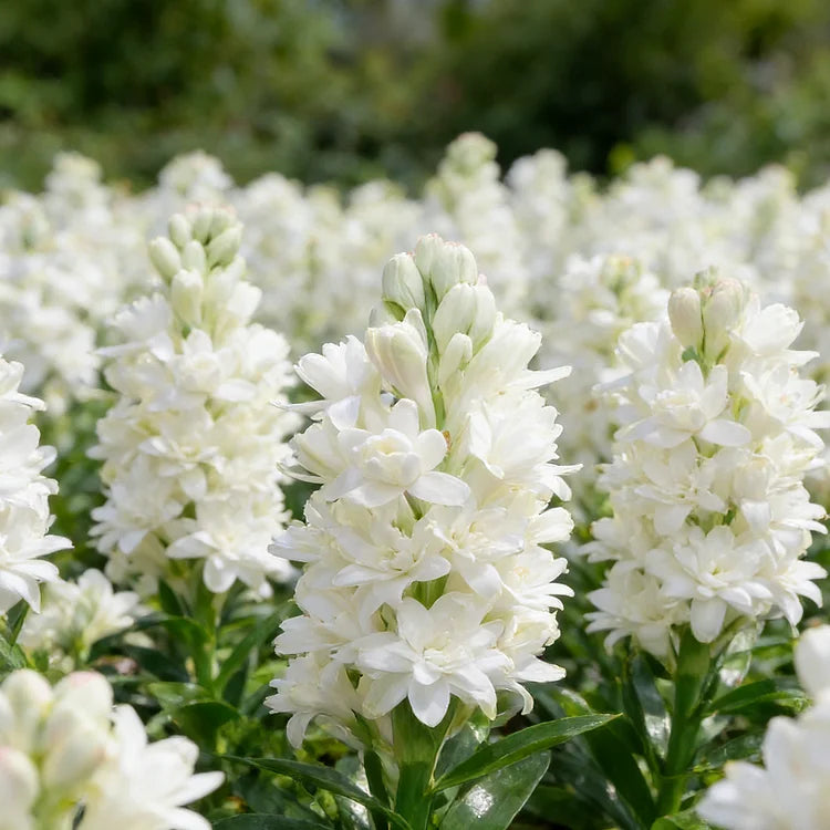 Dubbele Tuberoos Bollen (6 stuks) – Geurende Bloembollen (Polianthes tuberosa)