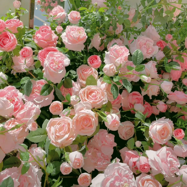 🟌 Kleurrijke Klimroos Zaden | Hele jaar door planten!
