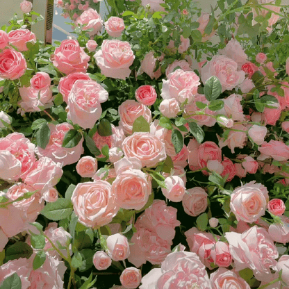 🟌 Kleurrijke Klimroos Zaden | Hele jaar door planten!