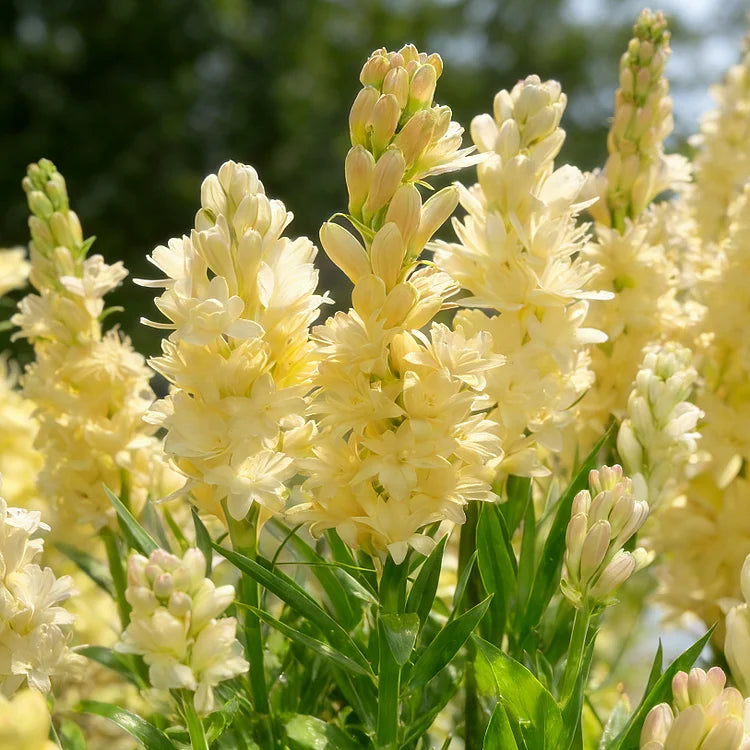 Dubbele Tuberoos Bollen (6 stuks) – Geurende Bloembollen (Polianthes tuberosa)