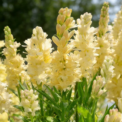 Dubbele Tuberoos Bollen (6 stuks) – Geurende Bloembollen (Polianthes tuberosa)
