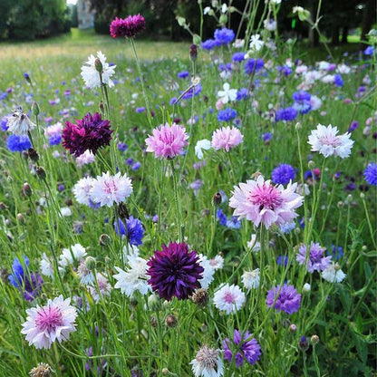 Korenbloem Zadenmix (1000 stuks)