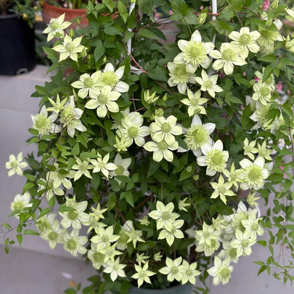Clematiszaden – De koningin onder de klimplanten - 100 zaden