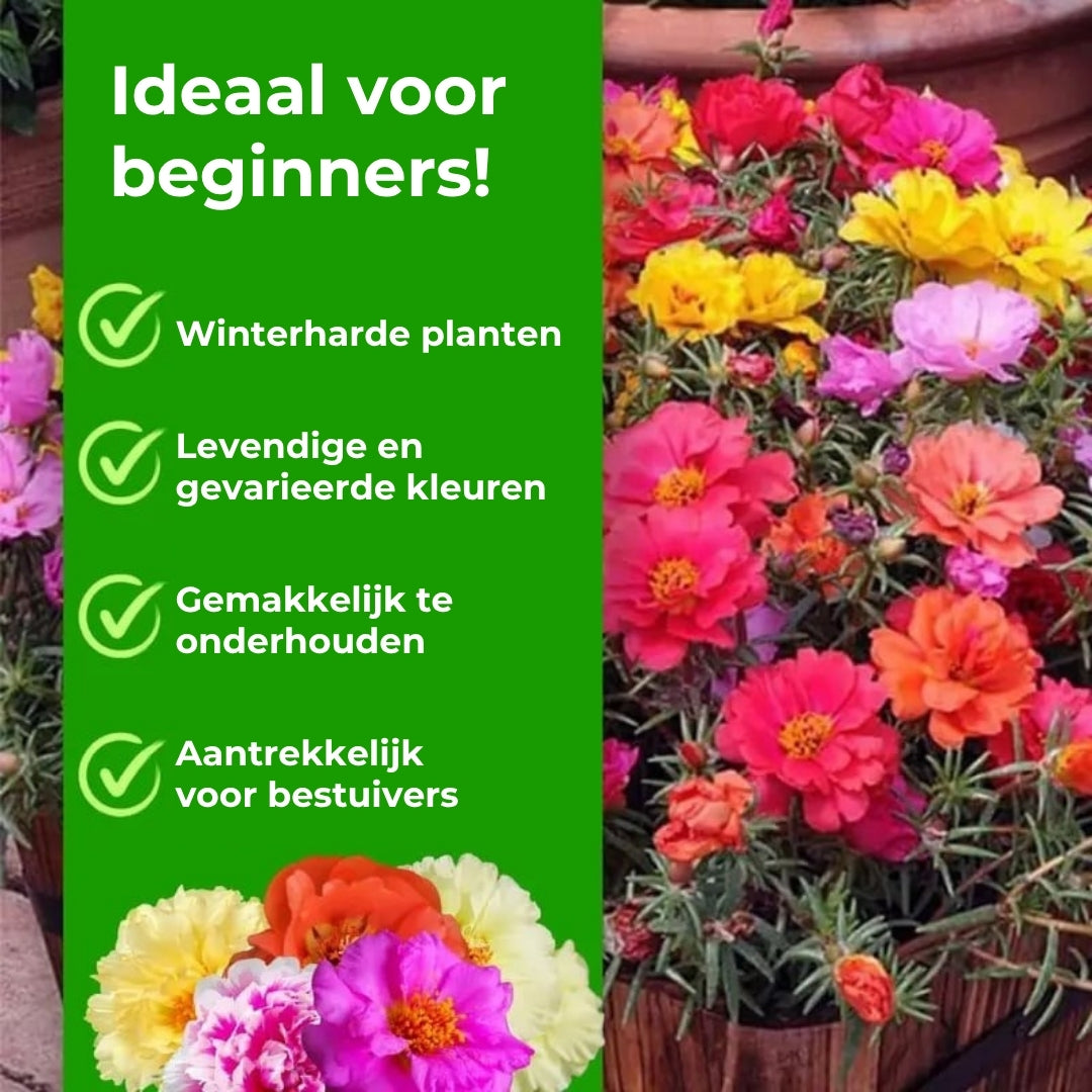 🌸Mosroos Zadenmix (1000 stuks) – 🌿Postelein / Zonneroosjes