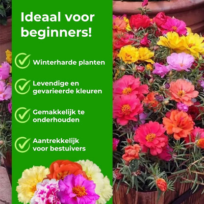 🌸Mosroos Zadenmix (1000 stuks) – 🌿Postelein / Zonneroosjes