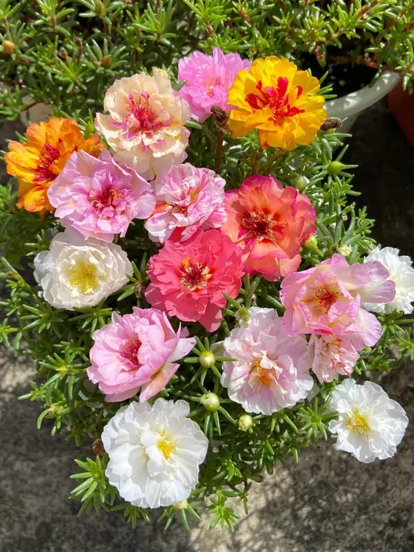 🌸Mosroos Zadenmix (1000 stuks) – 🌿Postelein / Zonneroosjes