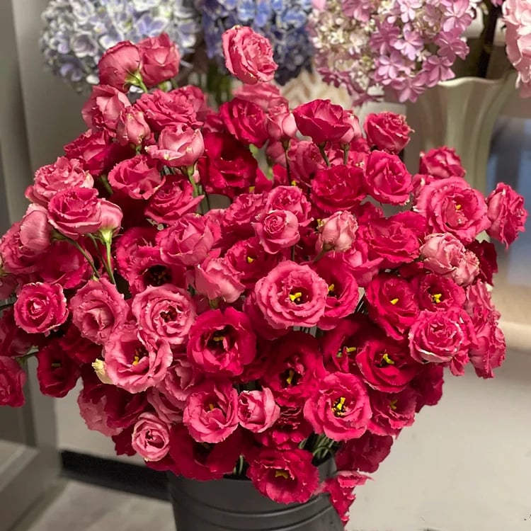 Eustoma Doornloze Rozen Zaden (100 stuks) 💐Lisianthus-zaden