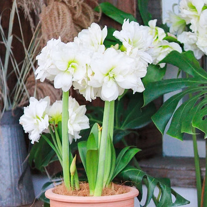 Dubbelbloemige Amaryllis Zadenmix - 100 Stuks