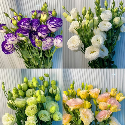 Eustoma Doornloze Rozen Zaden (100 stuks) 💐Lisianthus-zaden