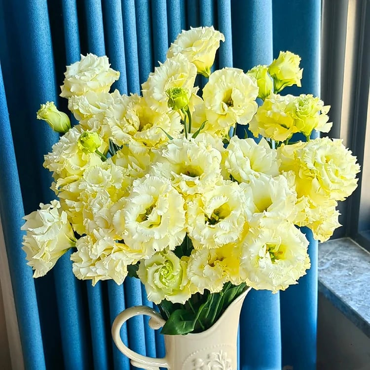 Eustoma Doornloze Rozen Zaden (100 stuks) 💐Lisianthus-zaden