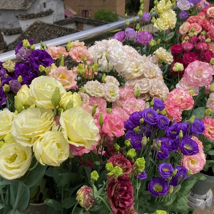 Eustoma Doornloze Rozen Zaden (100 stuks) 💐Lisianthus-zaden