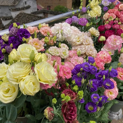 Eustoma Doornloze Rozen Zaden (100 stuks) 💐Lisianthus-zaden