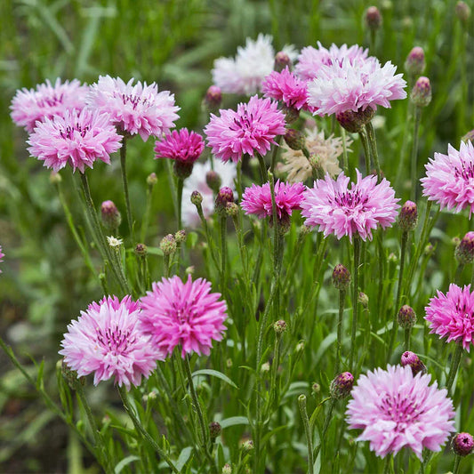 Korenbloem Zadenmix (1000 stuks)