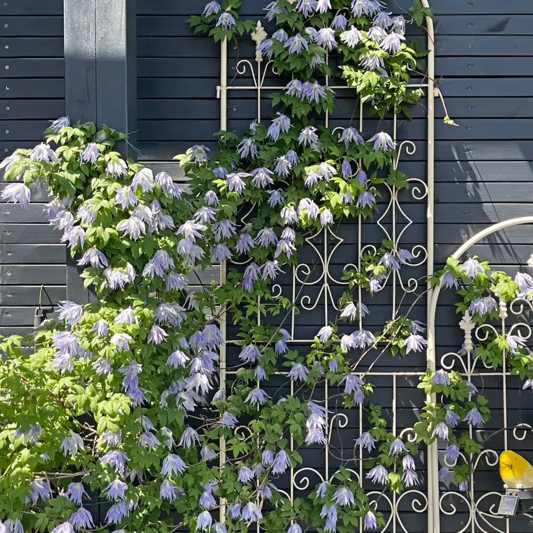 Clematiszaden – De koningin onder de klimplanten - 100 zaden