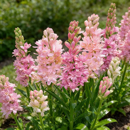 Dubbele Tuberoos Bollen (6 stuks) – Geurende Bloembollen (Polianthes tuberosa)
