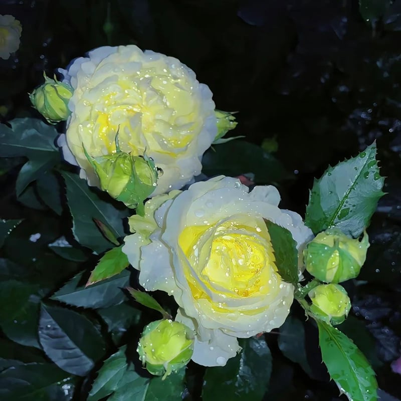 Eustoma Doornloze Rozen Zaden (100 stuks) 💐Lisianthus-zaden