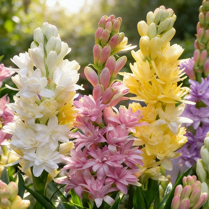 Dubbele Tuberoos Bollen (6 stuks) – Geurende Bloembollen (Polianthes tuberosa)