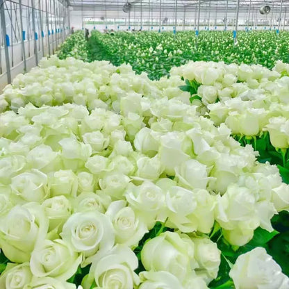 🟌 Kleurrijke Klimroos Zaden | Hele jaar door planten!