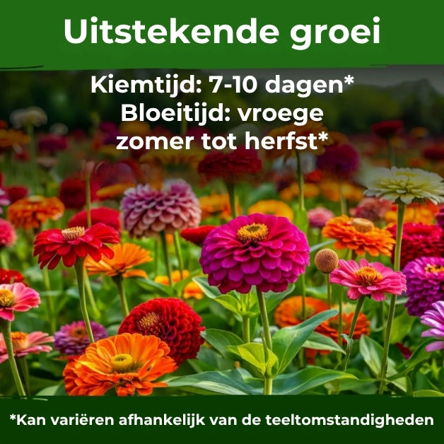 Reuzenzinnia's Zadenmix - 500 Stuks