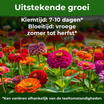 Reuzenzinnia's Zadenmix - 500 Stuks