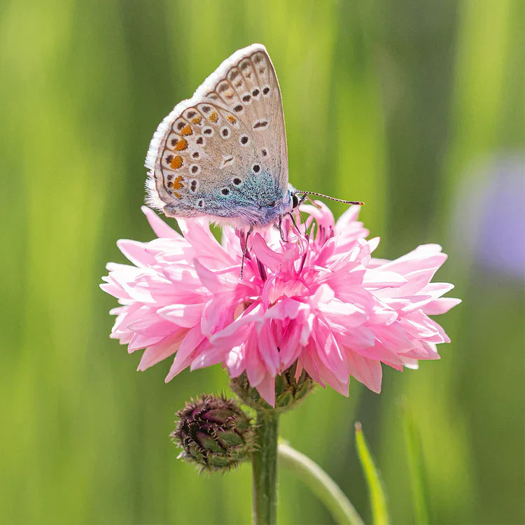 Korenbloem Zadenmix (1000 stuks)