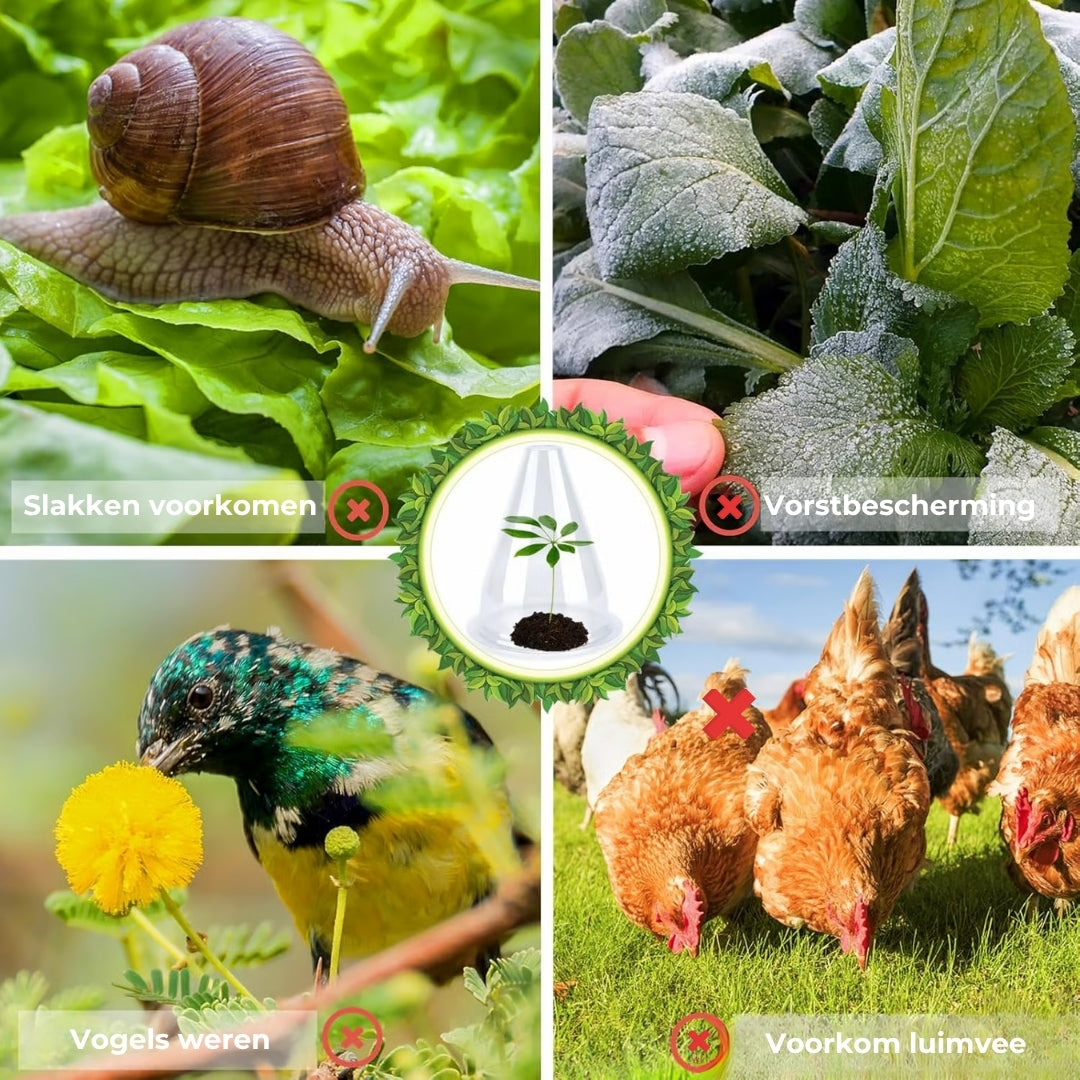Insectbestendige Beschermhoezen voor Planten - 10 Stuks