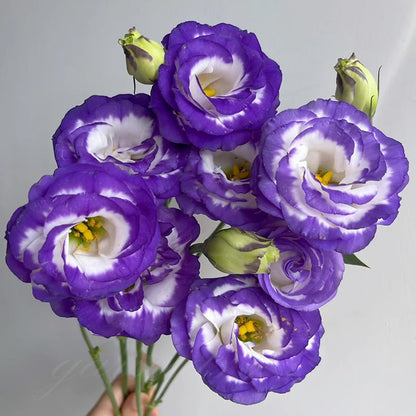 Eustoma Doornloze Rozen Zaden (100 stuks) 💐Lisianthus-zaden