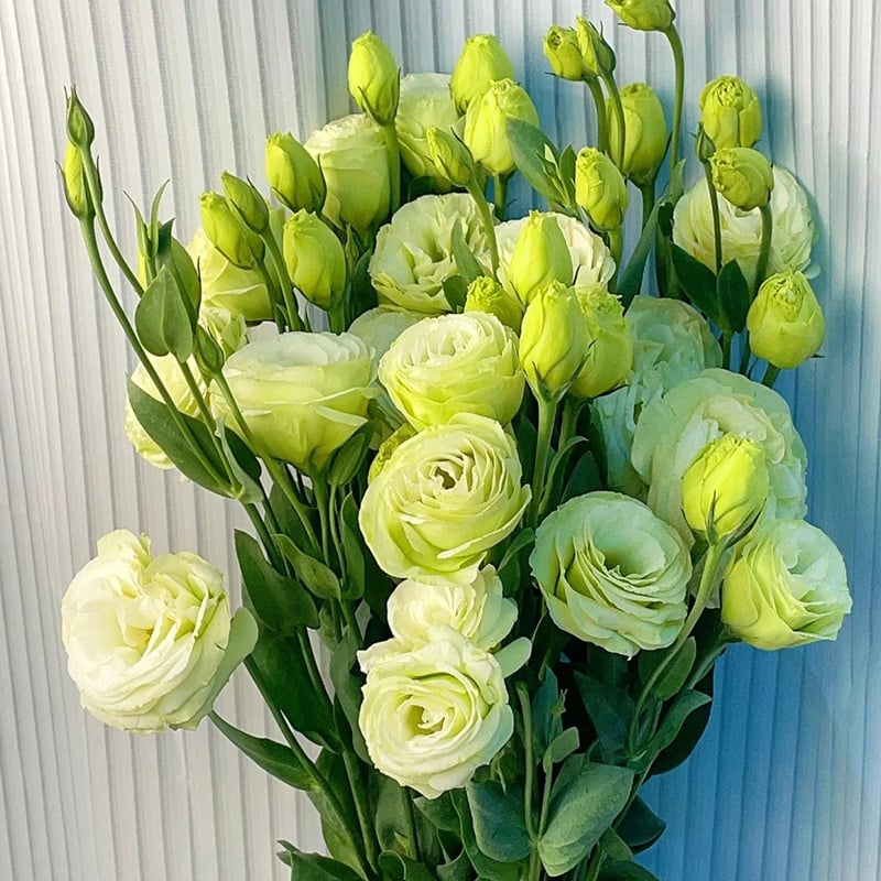Eustoma Doornloze Rozen Zaden (100 stuks) 💐Lisianthus-zaden