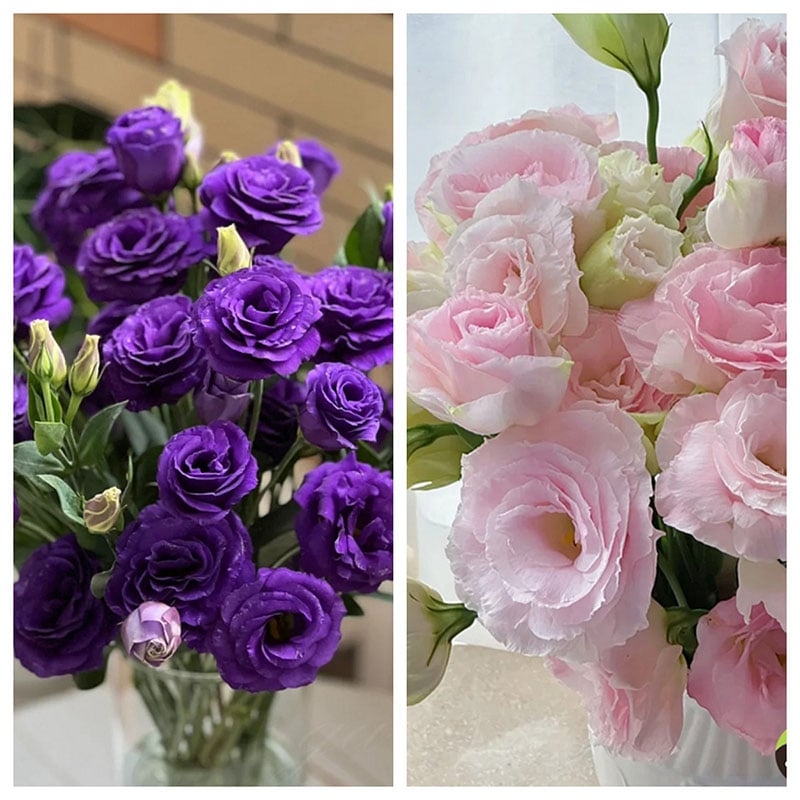 Eustoma Doornloze Rozen Zaden (100 stuks) 💐Lisianthus-zaden