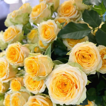🟌 Kleurrijke Klimroos Zaden | Hele jaar door planten!
