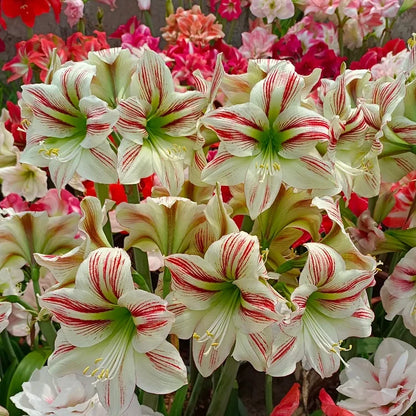 Dubbelbloemige Amaryllis Zadenmix - 100 Stuks