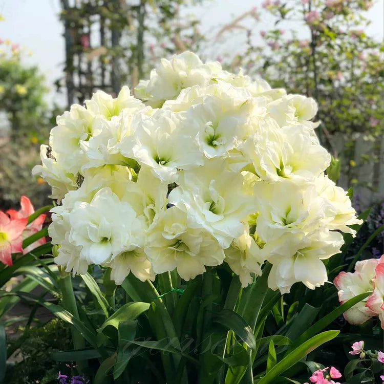 Dubbelbloemige Amaryllis Zadenmix - 100 Stuks