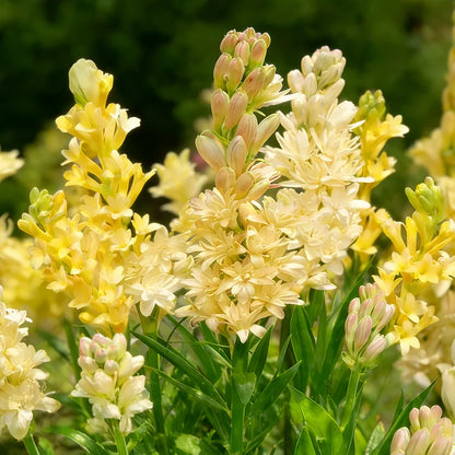 Dubbele Tuberoos Bollen (6 stuks) – Geurende Bloembollen (Polianthes tuberosa)