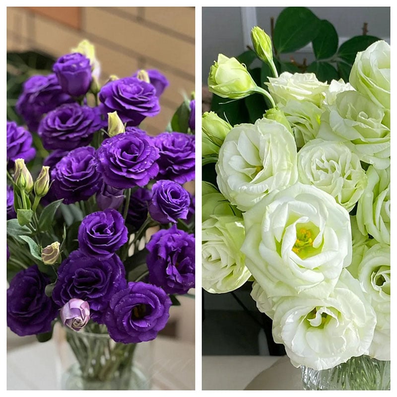 Eustoma Doornloze Rozen Zaden (100 stuks) 💐Lisianthus-zaden