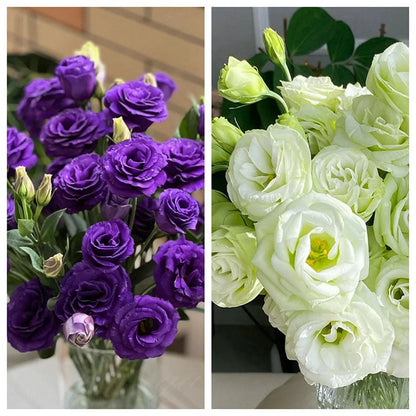 Eustoma Doornloze Rozen Zaden (100 stuks) 💐Lisianthus-zaden