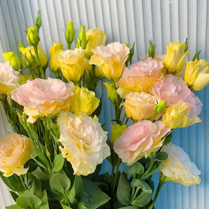Eustoma Doornloze Rozen Zaden (100 stuks) 💐Lisianthus-zaden
